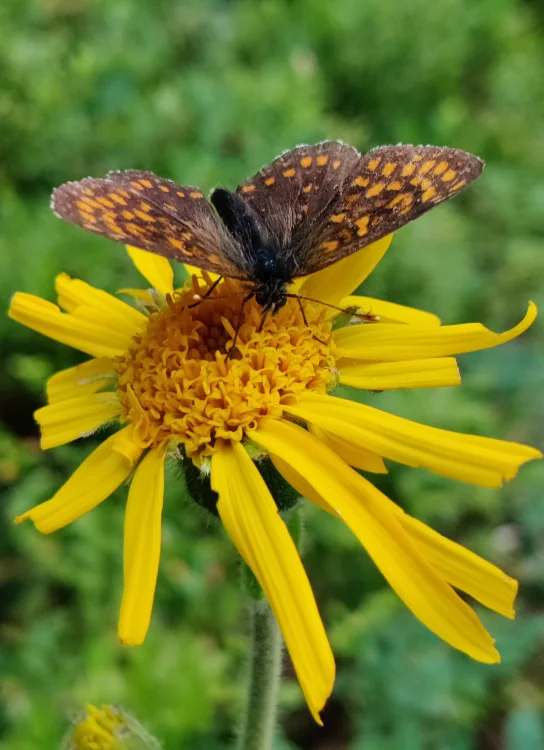 Fortbildung-pädagogische-Fachkräfte- Kinder-bedürfnisorientiert-betreuen-schmetterling